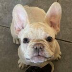 Shanny-male-French-Bulldog-puppy-for-sale-1