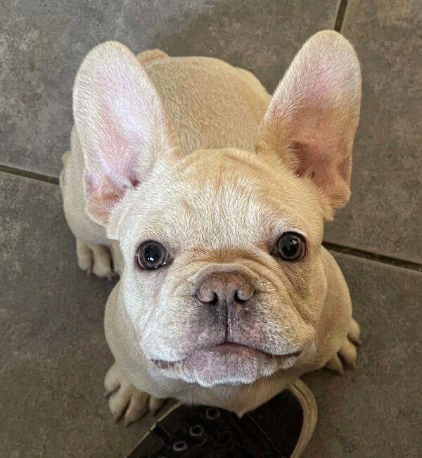 Shanny French Bulldog Shanny French Bulldog