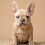 Shanny-male-French-Bulldog-puppy-for-sale-2