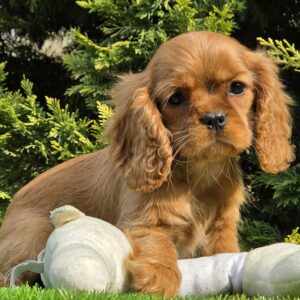 Sheila Cavalier King Charles Spaniel Sheila Cavalier King Charles Spaniel