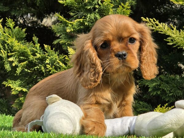 Sheila Cavalier King Charles Spaniel Sheila Cavalier King Charles Spaniel