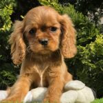 Sheila-female-ckc-puppy-for-sale- (2)