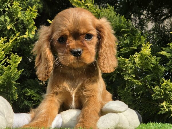 Sheila Cavalier King Charles Spaniel Sheila Cavalier King Charles Spaniel