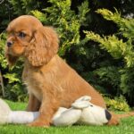 Sheila-female-ckc-puppy-for-sale- (3)