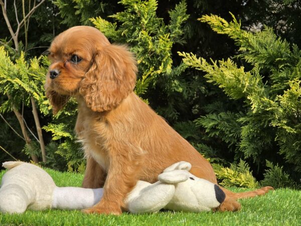 Sheila Cavalier King Charles Spaniel Sheila Cavalier King Charles Spaniel