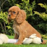 Sheila-female-ckc-puppy-for-sale- (4)