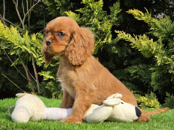 Sheila Cavalier King Charles Spaniel Sheila Cavalier King Charles Spaniel