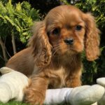 Sheila-female-ckc-puppy-for-sale- (5)