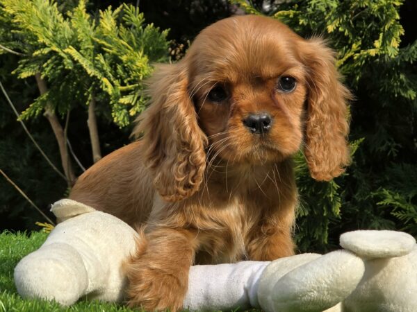 Sheila Cavalier King Charles Spaniel Sheila Cavalier King Charles Spaniel