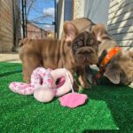 Sinno-male-French-bulldog-puppy-for-sale-1