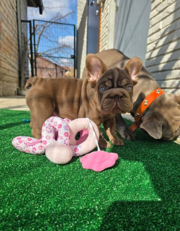 Sinno Big Rope French Bulldog Sinno Big Rope French Bulldog
