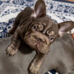 Sinno-male-French-bulldog-puppy-for-sale-2