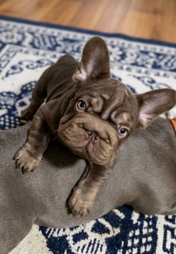 Sinno Big Rope French Bulldog Sinno Big Rope French Bulldog