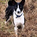 Sirius-male-Basenji-puppy-for-sale-1