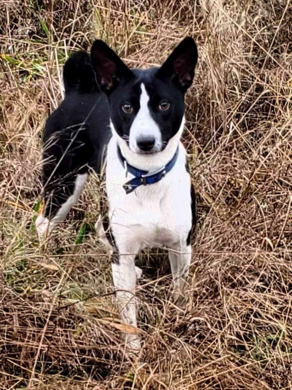 Sirius Basenji Sirius Basenji