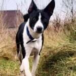 Sirius-male-Basenji-puppy-for-sale-2