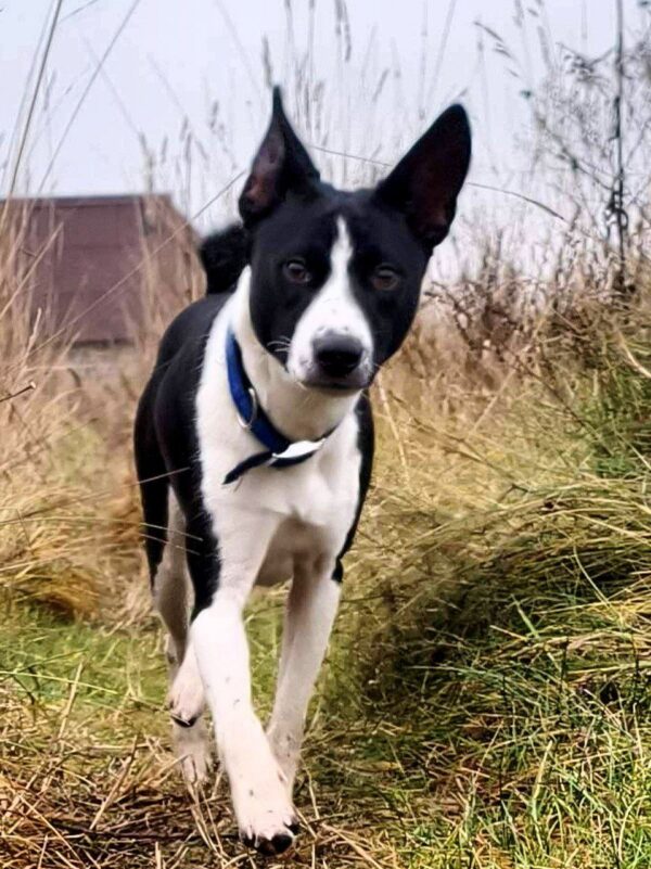 Sirius Basenji Sirius Basenji