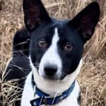 Sirius-male-Basenji-puppy-for-sale-3