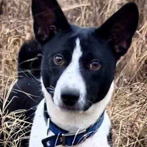 Sirius Basenji Sirius Basenji