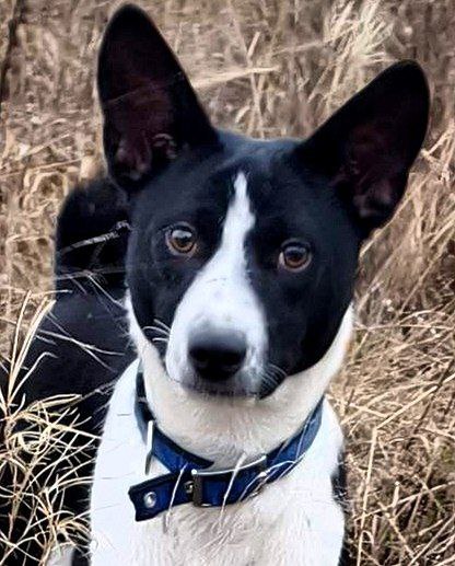 Sirius Basenji Sirius Basenji