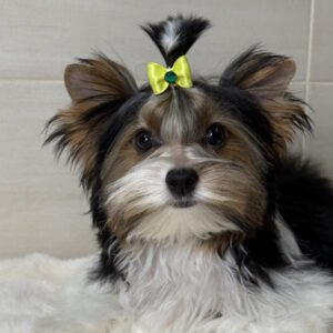 Stark Biewer Yorkshire Terrier Stark Biewer Yorkshire Terrier