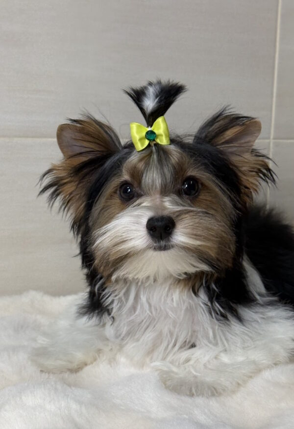 Stark Biewer Yorkshire Terrier Stark Biewer Yorkshire Terrier