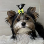 Stark-male-Biewer-Yorkshire-Terrier-puppy-for-sale-1 (2)