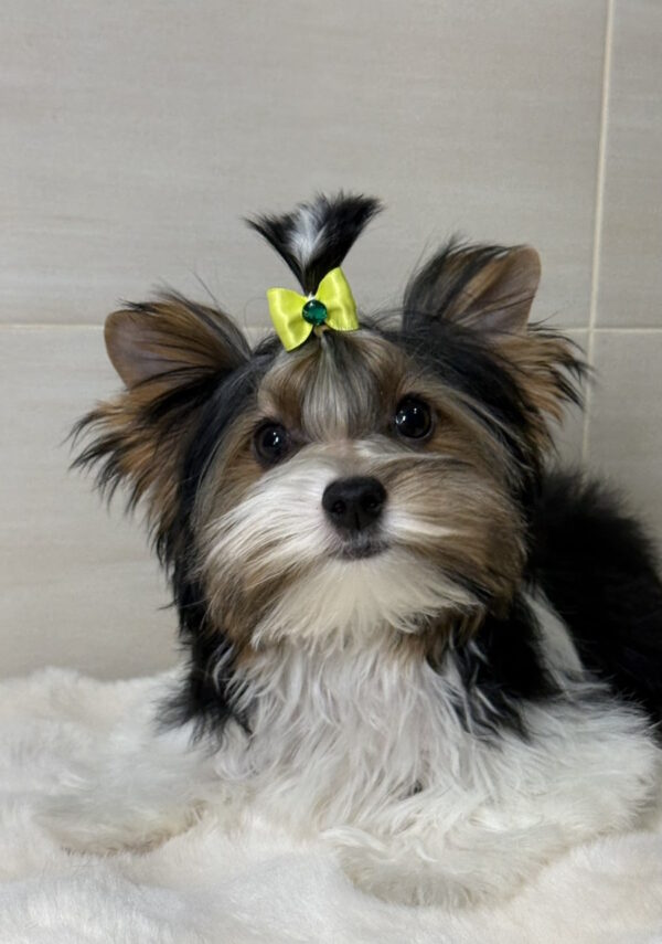 Stark Biewer Yorkshire Terrier Stark Biewer Yorkshire Terrier