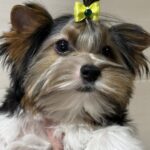 Stark-male-Biewer-Yorkshire-Terrier-puppy-for-sale-1 (3)