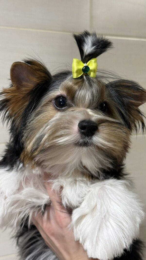 Stark Biewer Yorkshire Terrier Stark Biewer Yorkshire Terrier