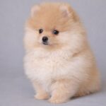 Suzy-female-pomeranian-puppy-for-sale- (1)