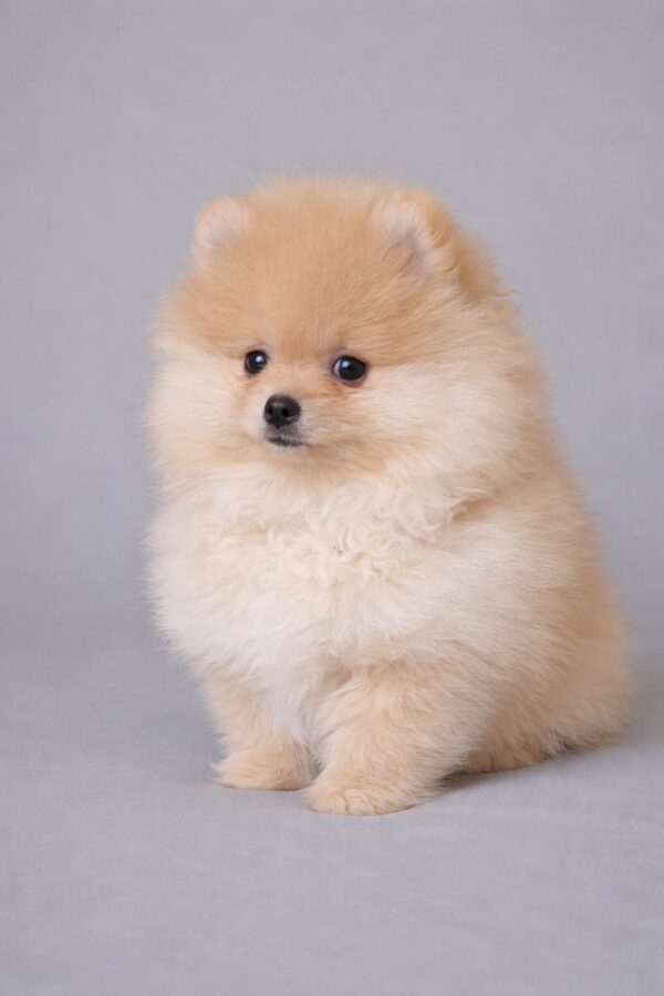 Suzy Pomeranian Suzy Pomeranian