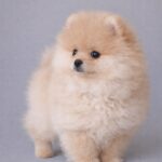 Suzy-female-pomeranian-puppy-for-sale- (3)