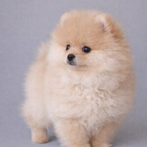 Suzy Pomeranian Suzy Pomeranian