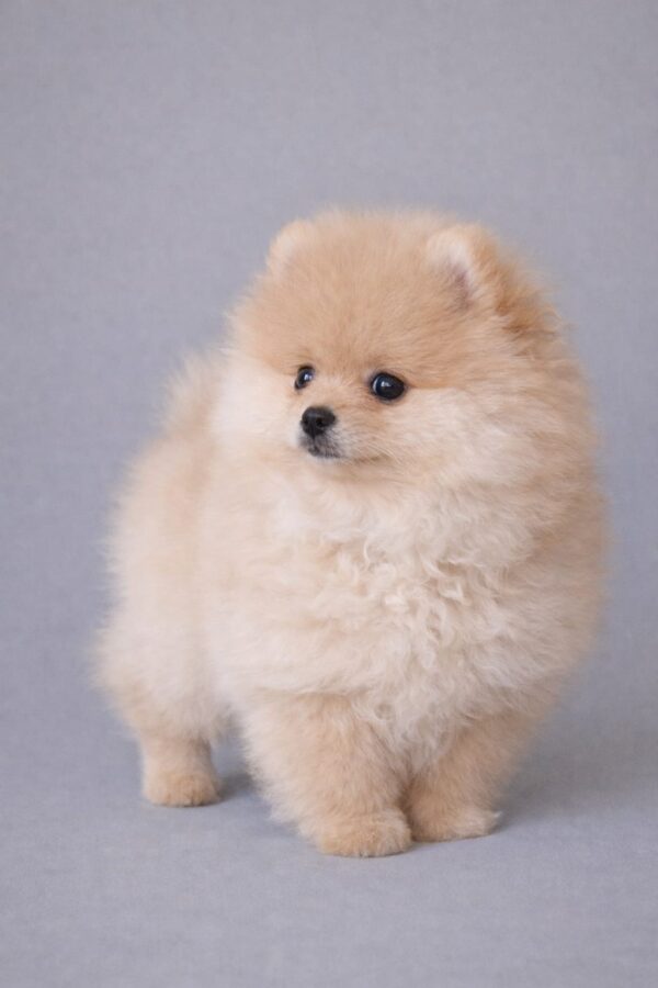 Suzy Pomeranian Suzy Pomeranian