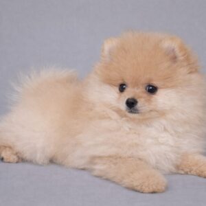 Suzy Pomeranian Suzy Pomeranian