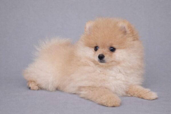 Suzy Pomeranian Suzy Pomeranian