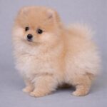 Suzy-female-pomeranian-puppy-for-sale- (5)