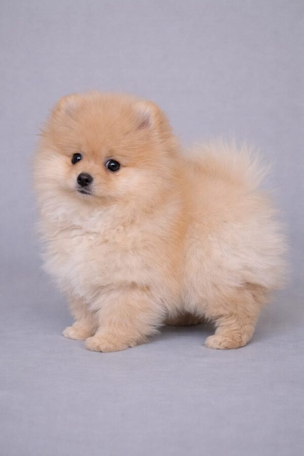 Suzy Pomeranian Suzy Pomeranian