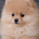 Suzy-female-pomeranian-puppy-for-sale- (6)