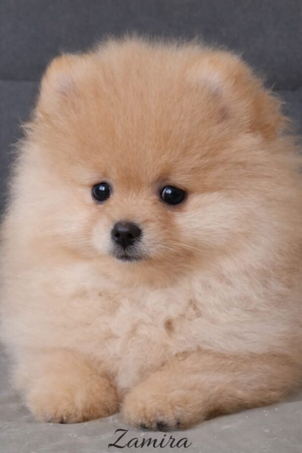 Suzy Pomeranian Suzy Pomeranian