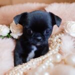 Taylor-female-Chihuahua-puppy-for sale-1