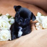 Taylor-female-Chihuahua-puppy-for sale-2