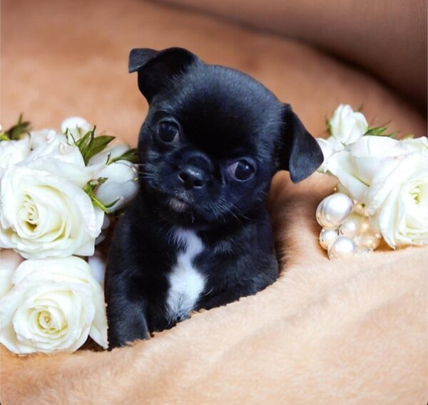 Taylor Chihuahua Taylor Chihuahua