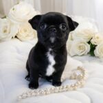 Taylor-female-Chihuahua-puppy-for sale-3