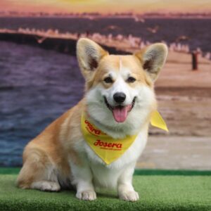 Tedd Welsh Corgi Tedd Welsh Corgi