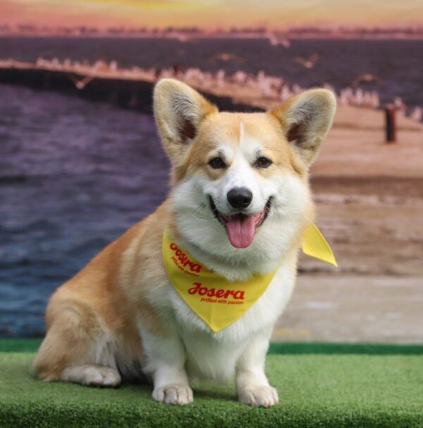 Tedd Welsh Corgi Tedd Welsh Corgi