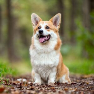 Tedd Welsh Corgi Tedd Welsh Corgi