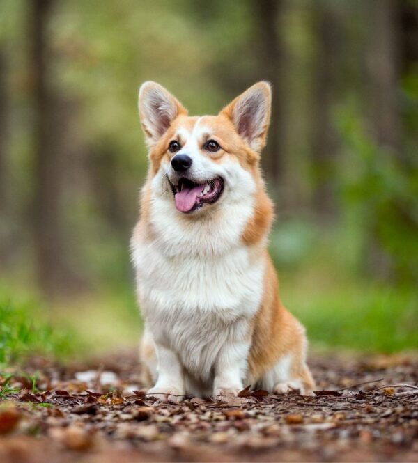Tedd Welsh Corgi Tedd Welsh Corgi