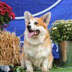 Tedd-male-Welsh-Corgi-puppy-for-sale-3